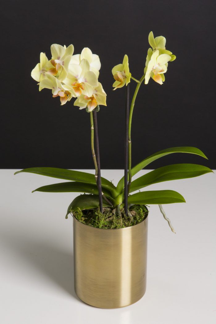 Mini Phalaenopsis in Gold Pot
