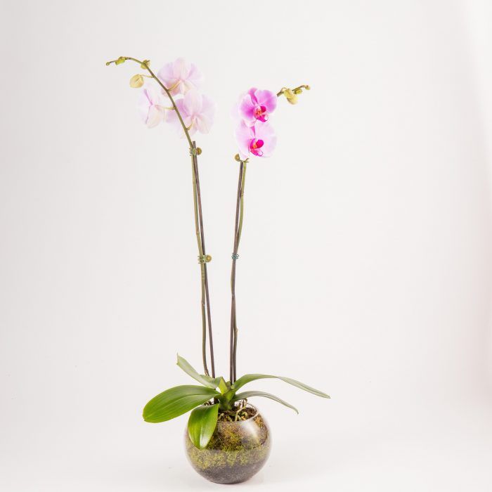 Pink Potted Phalaenopsis