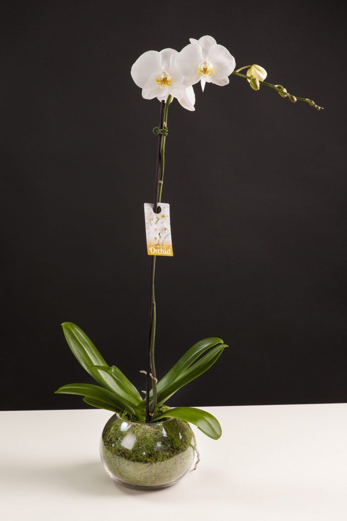 Single Phalaenopsis orchid