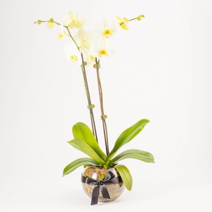 White Potted Phalaenopsis
